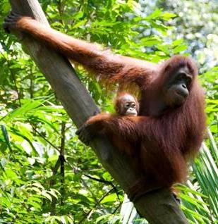 Foto de Orangutanes en el sitio web de los Centros de lavado de coches Elefante Azul de Avilés