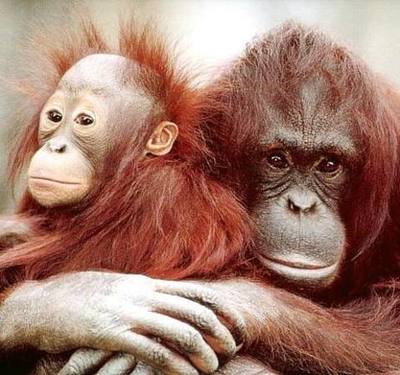 Orangutanes en peligro