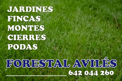 FORESTAL AVILÉS